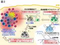 【岡山大学】精神的ストレスがアトピー性皮膚炎を悪化