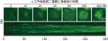 東京医科大学・熊本大学の共同研究チーム「サイutf-8