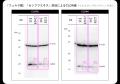 「フェルラ酸」と「センブリエキス」によりタイトジャ