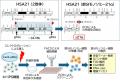 ヒト 21 番染色体部分モノソミーiPS 細胞の作製utf-8