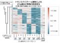 ヒト 21 番染色体部分モノソミーiPS 細胞の作製utf-8