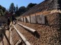 京王百草園で恒例の「梅まつり」を開催します！