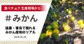 食べチョク、みかん流通額が1.4倍に急増。生産者の8割