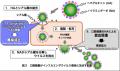 【日本大学】歯周病関連細菌がインフルエンザウutf-8