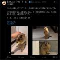 SNSで人気急上昇の「ヒマラヤマーモット」がついに日