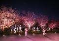 京都の世界遺産で、桜のイマーシブアートイベント『NA