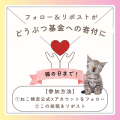 2月22日は猫の日！！『ねこ検定 猫の日キャンペーンウ