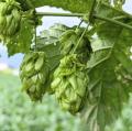 希少な国産自社ホップを使用したクラフトビール第2弾