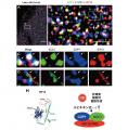 脂肪肝・肝硬変を食い止める分子モーター