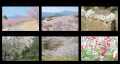 【いばらきフラワーパーク】着物×桜！河津桜から始ま