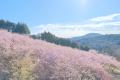 【いばらきフラワーパーク】着物×桜！河津桜から始ま