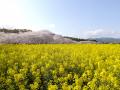 フォトジェニック！『じゃらん』春を感じる菜の花絶景