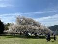 芦ノ湖畔の一本桜BAR