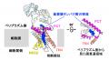 ＜横浜市立大学＞分解酵素は細胞膜の中でタンパutf-8