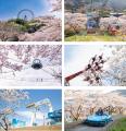 関東有数 2,500本の桜が咲く絶景イベント「さがみ湖桜