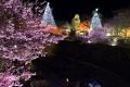 咲き誇る5,000本の桜！時之栖で春を感じる「Spring Fe