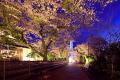 咲き誇る5,000本の桜！時之栖で春を感じる「Spring Fe