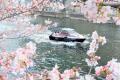 目黒川お花見CHANDONクルーズ2025、春の特別ビジュア