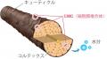 毛髪にハリコシを与え、ボリュームアップを叶えるCMC