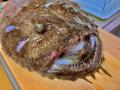 【神奈川県小田原市】ハサミで簡単！アンコウ解体体験
