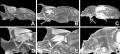 【国立科学博物館】「オスでもありメスでもある」カブ