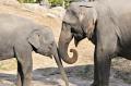 スパリゾートで動物園を「沸かそう！」動物園応援プロ
