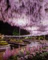 350本以上の藤の花と、5000株以上のツツジが咲き誇る