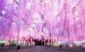 350本以上の藤の花と、5000株以上のツツジが咲き誇る