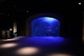 四国水族館で幻想的な夜の水族館『Nightscapeこがねい
