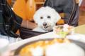 わんちゃんと入園できる「WORLDog！ふれんどりー」１