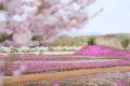 【広島／世羅】ネモフィラが見ごろを迎えています　芝