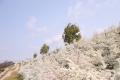 【広島／世羅】ネモフィラが見ごろを迎えています　芝