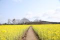【広島／世羅】ネモフィラが見ごろを迎えています　芝