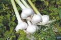 幻の国産＜有機にんにく王の芽＞。今だけ数量限定で予