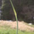 幻の国産＜有機にんにく王の芽＞。今だけ数量限定で予