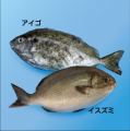 もったいないをおいしいに　五島列島の魚介だしちゃん