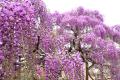 【開花速報】早咲きの「うす紅藤」が満開となりました