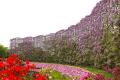 【開花速報】早咲きの「うす紅藤」が満開となりました