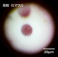 GI-POF極細内視鏡（Cellendo Scope）共同研究発表会を