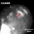 GI-POF極細内視鏡（Cellendo Scope）共同研究発表会を