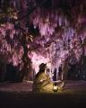 【広島／世羅】夜に映えるふじを楽しむライトアップ　