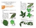 【葉・幹・樹形・花・実・冬芽】６つの部位で、一年中