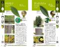 【葉・幹・樹形・花・実・冬芽】６つの部位で、一年中