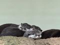 【仙台うみの杜水族館】夜の水族館で過ごす大人のひと