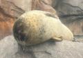 【仙台うみの杜水族館】夜の水族館で過ごす大人のひと