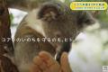 ブラザー、東山動植物園に「コアラ来園40年の軌跡」映