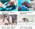 【仙台うみの杜水族館】開館10周年イヤーのGWを楽しも