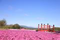 【広島／世羅】芝桜が見ごろを迎えています　芝桜とネ