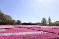 【広島／世羅】芝桜が見ごろを迎えています　芝桜とネ