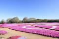 【広島／世羅】芝桜が見ごろを迎えています　芝桜とネ